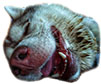 YYa